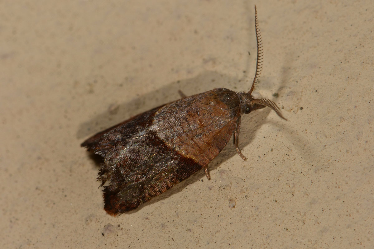 Tortricidae? Si,  Philedone gerningana